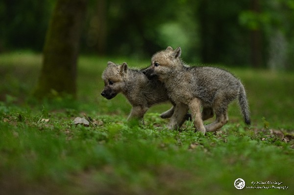 Polarwölfe Arctic wolves Anyu Nova Yuki